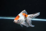 Ryukin  Cali 5 Inch (ID#221Ry8a-22) Free2Day SHIPPING