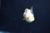 Baby Ranchu  Calico 2.5 Inch (ID#1022R9c-53) Free2Day SHIPPING