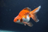 Ryukin Long Tail Red White 5 Inch (ID#1231Ry7b-1) Free2Day SHIPPING