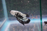 Black    Samurai Plakat Male Betta (ID#801-M611) Free2Day SHIPPING