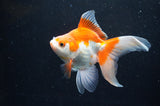 Ryukin Long Tail Red White 5 Inch (ID#411Ry8a-4) Free2Day SHIPPING
