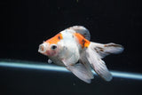 Ryukin  Cali 5 Inch (ID#221Ry8a-22) Free2Day SHIPPING