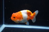 Juvenile Lionchu  Red White 3.5 Inch (ID#1220R11b-12) Free2Day SHIPPING