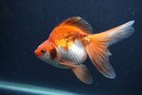 Ryukin Long Tail Red White 5 Inch (ID#1231Ry7b-1) Free2Day SHIPPING