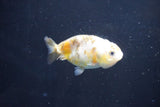 Baby Ranchu  Calico 2.5 Inch (ID#1022R9c-53) Free2Day SHIPPING