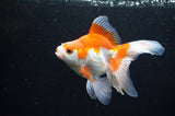 Ryukin Long Tail Red White 5 Inch (ID#411Ry8a-4) Free2Day SHIPPING