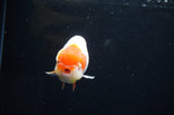 Juvenile Lionchu  Red White 3.5 Inch (ID#411R11b-15) Free2Day SHIPPING Please See Notes