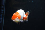 Juvenile Lionchu  Red White 3.5 Inch (ID#411R11b-15) Free2Day SHIPPING Please See Notes