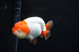 Juvenile Lionchu  Red White 3.5 Inch (ID#411R11b-15) Free2Day SHIPPING Please See Notes
