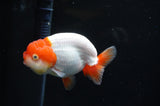 Juvenile Lionchu  Red White 3.5 Inch (ID#411R11b-15) Free2Day SHIPPING Please See Notes