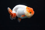 Juvenile Lionchu  Red White 3.5 Inch (ID#411R11b-15) Free2Day SHIPPING Please See Notes