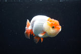 Juvenile Lionchu  Red White 3.5 Inch (ID#411R11b-15) Free2Day SHIPPING Please See Notes