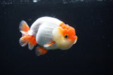 Juvenile Lionchu  Red White 3.5 Inch (ID#411R11b-15) Free2Day SHIPPING Please See Notes