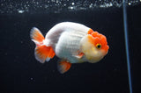 Juvenile Lionchu  Red White 3.5 Inch (ID#411R11b-15) Free2Day SHIPPING Please See Notes