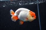 Juvenile Lionchu  Red White 3.5 Inch (ID#411R11b-15) Free2Day SHIPPING Please See Notes