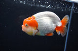 Juvenile Lionchu  Red White 3.5 Inch (ID#411R11b-15) Free2Day SHIPPING Please See Notes