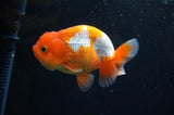 Juvenile Lionchu  Red White 3.5 Inch (ID#411R11b-16) Free2Day SHIPPING