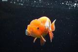 Juvenile Lionchu  Red White 3.5 Inch (ID#411R11b-16) Free2Day SHIPPING