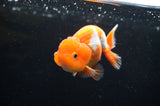 Juvenile Lionchu  Red White 3.5 Inch (ID#411R11b-16) Free2Day SHIPPING