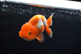 Juvenile Lionchu  Red White 3.5 Inch (ID#411R11b-16) Free2Day SHIPPING