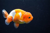 Juvenile Lionchu  Red White 3.5 Inch (ID#411R11b-16) Free2Day SHIPPING