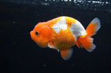 Juvenile Lionchu  Red White 3.5 Inch (ID#411R11b-16) Free2Day SHIPPING
