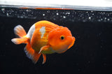 Juvenile Lionchu  Red White 3.5 Inch (ID#411R11b-16) Free2Day SHIPPING