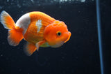 Juvenile Lionchu  Red White 3.5 Inch (ID#411R11b-16) Free2Day SHIPPING
