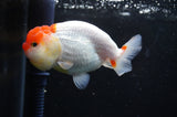 Juvenile Lionchu  Red White 3.5 Inch (ID#411R11b-18) Free2Day SHIPPING