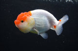 Juvenile Lionchu  Red White 3.5 Inch (ID#411R11b-18) Free2Day SHIPPING