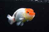 Juvenile Lionchu  Red White 3.5 Inch (ID#411R11b-18) Free2Day SHIPPING