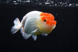 Juvenile Lionchu  Red White 3.5 Inch (ID#411R11b-18) Free2Day SHIPPING