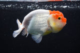 Juvenile Lionchu  Red White 3.5 Inch (ID#411R11b-18) Free2Day SHIPPING