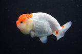 Juvenile Lionchu  Red White 3.5 Inch (ID#411R11b-18) Free2Day SHIPPING