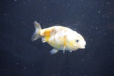 Baby Ranchu  Calico 2.5 Inch (ID#1022R9c-53) Free2Day SHIPPING