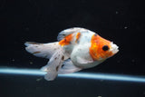 Ryukin  Cali 5 Inch (ID#221Ry8a-22) Free2Day SHIPPING