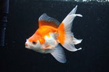 Ryukin Long Tail Red White 5 Inch (ID#411Ry8a-4) Free2Day SHIPPING