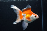 Ryukin Long Tail Red White 5 Inch (ID#411Ry8a-4) Free2Day SHIPPING