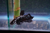 Black    Samurai Plakat Male Betta (ID#801-M612) Free2Day SHIPPING