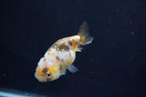 Baby Ranchu  Calico 2.5 Inch (ID#1022R9c-53) Free2Day SHIPPING