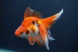 Ryukin Long Tail Red White 5 Inch (ID#1231Ry7b-2) Free2Day SHIPPING