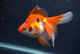 Ryukin Long Tail Red White 5 Inch (ID#1231Ry7b-2) Free2Day SHIPPING