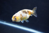 Baby Ranchu  Calico 2.5 Inch (ID#1022R9c-53) Free2Day SHIPPING