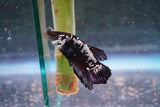 Black    Samurai Plakat Male Betta (ID#801-M612) Free2Day SHIPPING