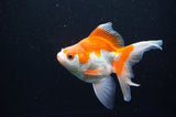 Ryukin Long Tail Red White 5 Inch (ID#411Ry8a-4) Free2Day SHIPPING
