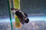 Black    Samurai Plakat Male Betta (ID#801-M612) Free2Day SHIPPING