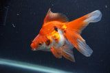 Ryukin Long Tail Red White 5 Inch (ID#1231Ry7b-2) Free2Day SHIPPING