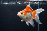Ryukin Long Tail Red White 5 Inch (ID#411Ry8a-4) Free2Day SHIPPING