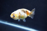 Baby Ranchu  Calico 2.5 Inch (ID#1022R9c-53) Free2Day SHIPPING