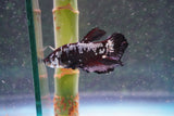 Black    Samurai Plakat Male Betta (ID#801-M612) Free2Day SHIPPING